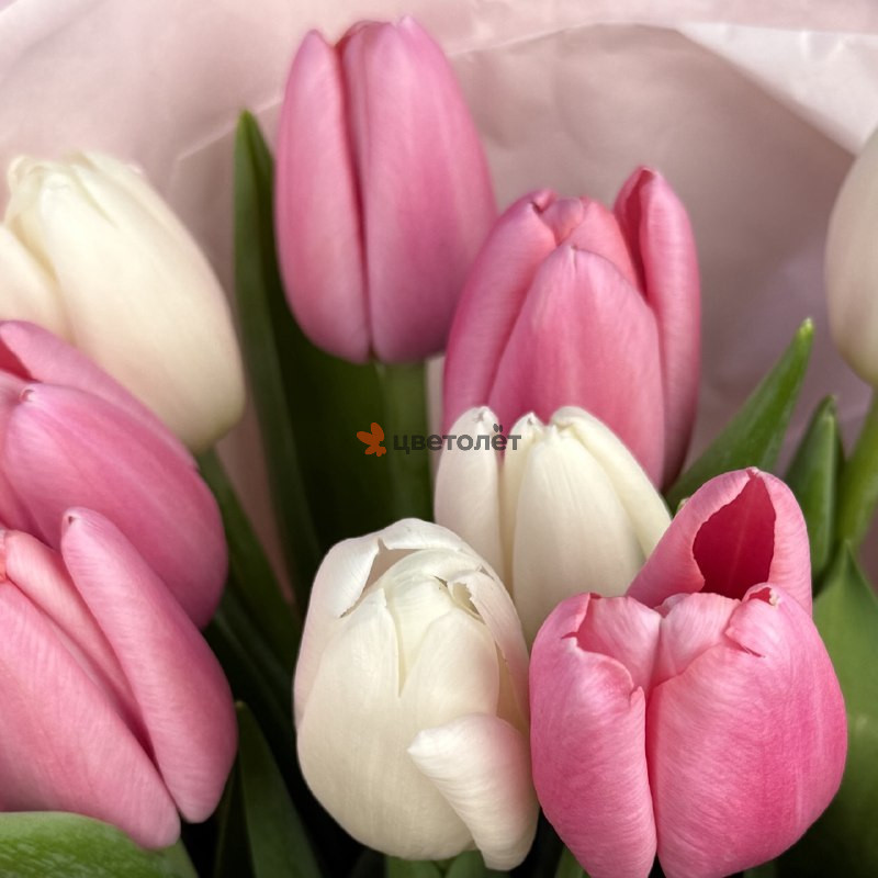 Бело-розовый микс тюльпанов, 19 шт